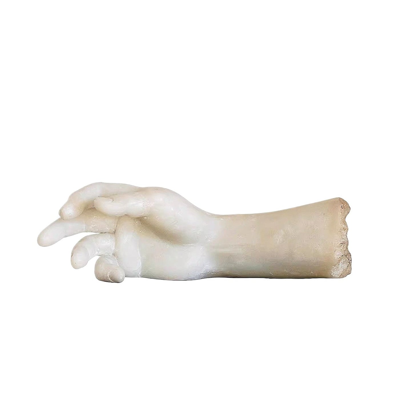 Anatomical model of a human hand on a white background