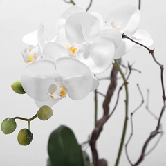 Orchidea