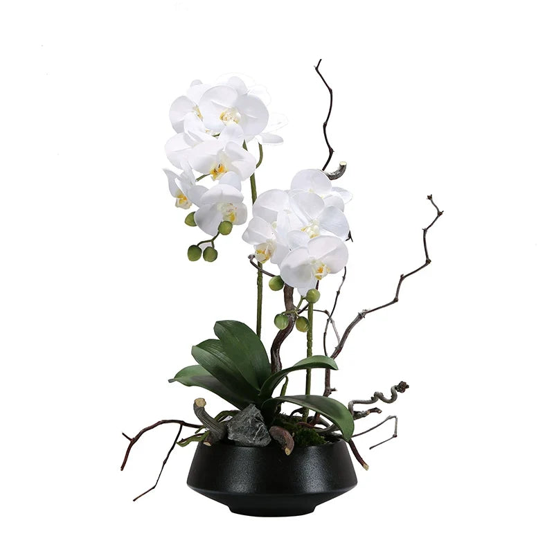 White orchids in a black pot on a white background