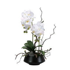 White orchids in a black pot on a white background
