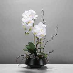 Orchidea