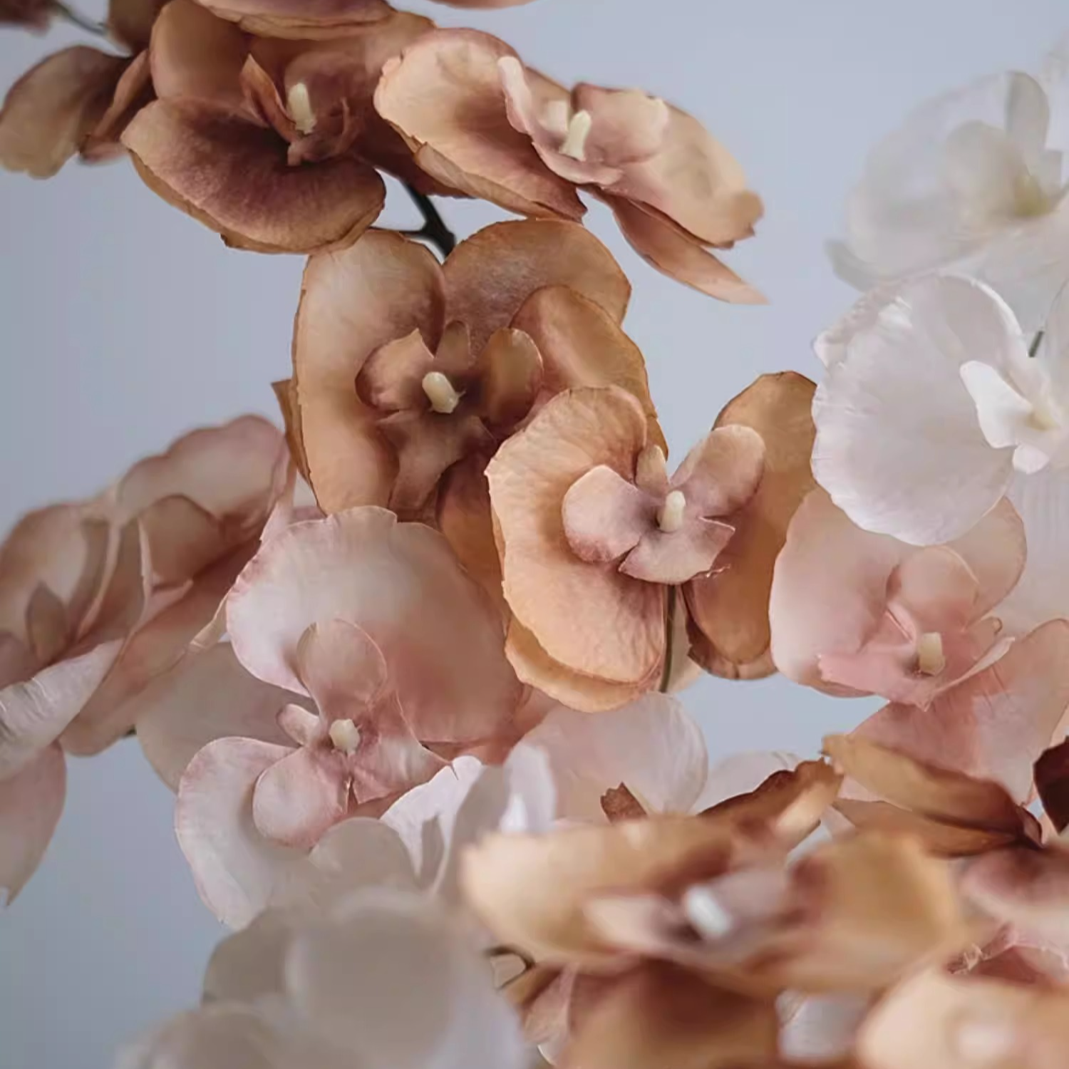 Orchid