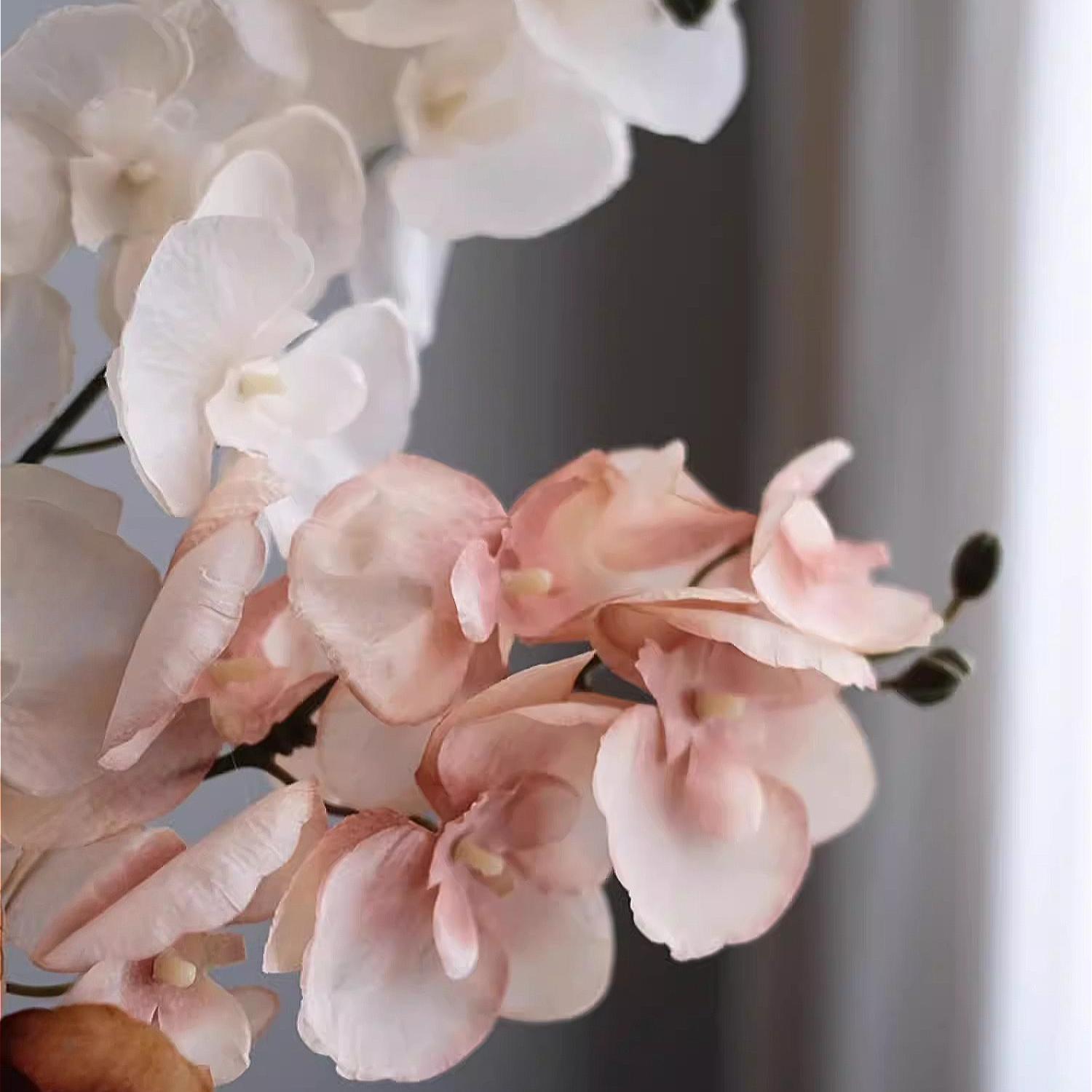 Orchid