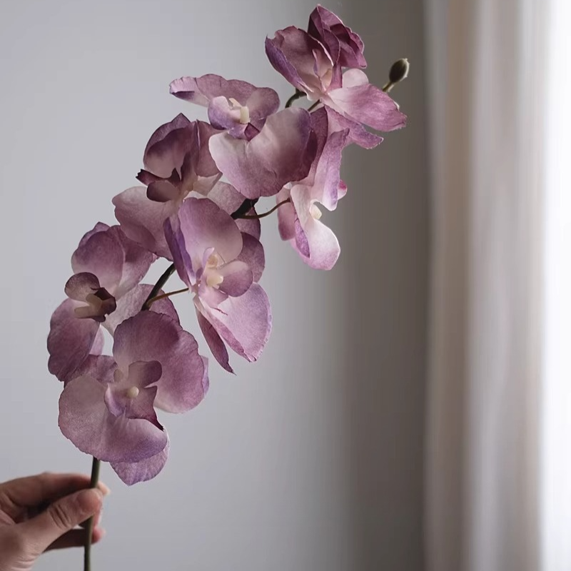 Orchid