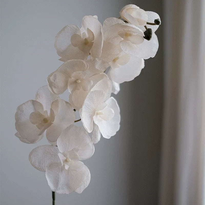 Orchid