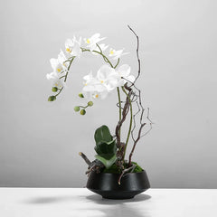 Orchidea