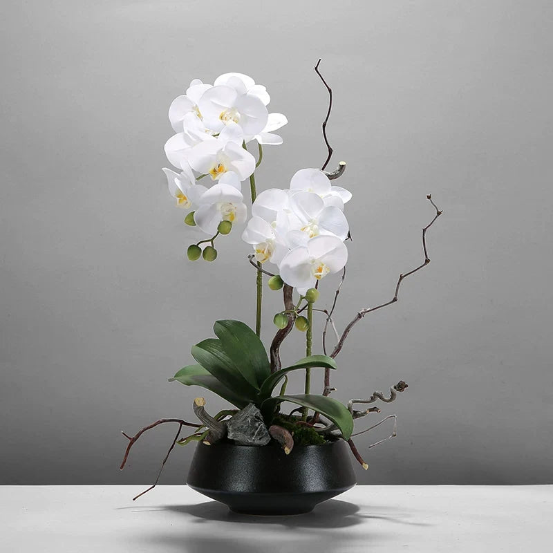 Orchidea