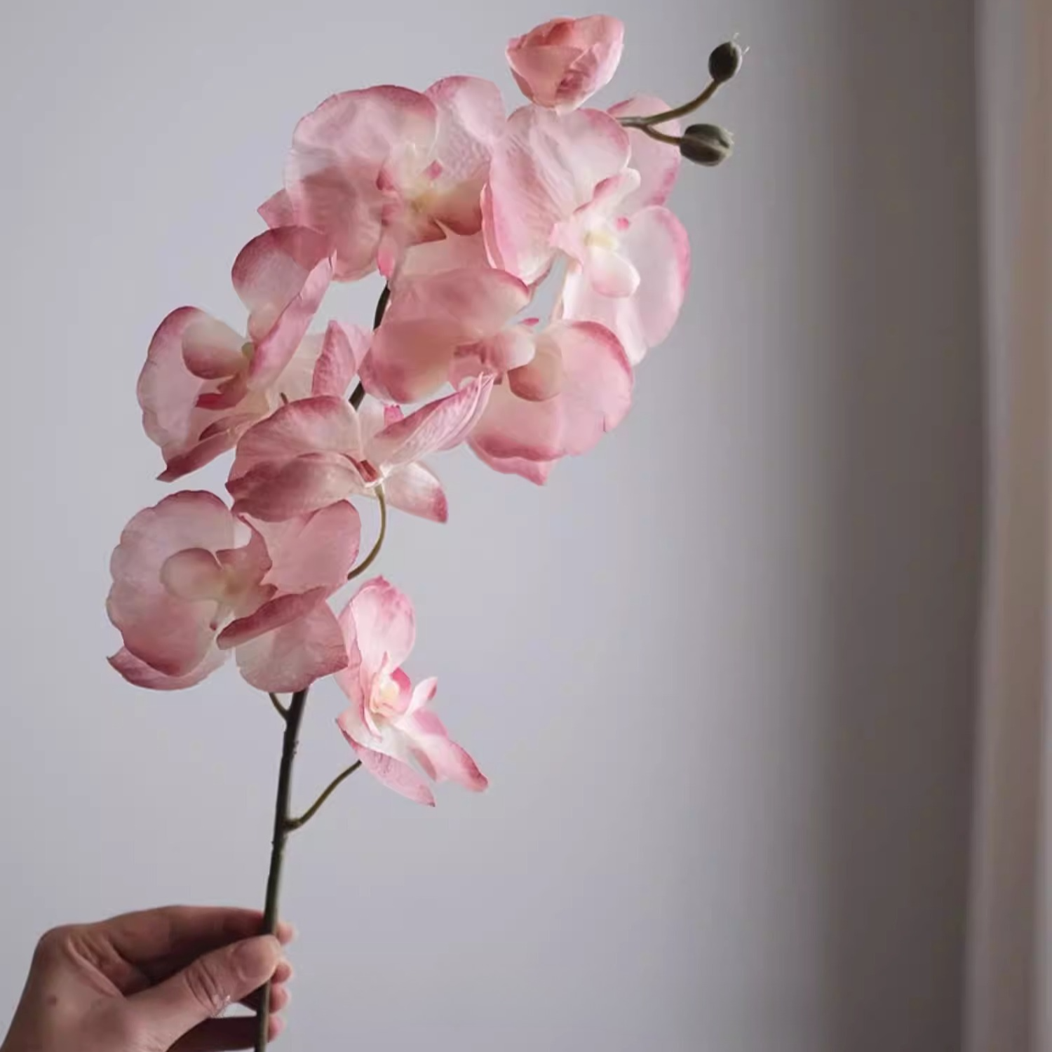 Orchid